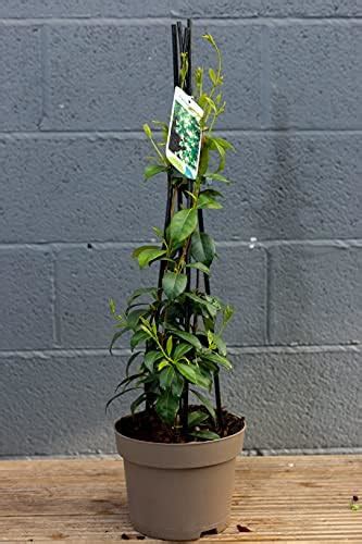 Star Jasmine Evergreen Climbing Garden Outdoor Plant For Trellis