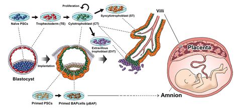 Stem Cells Reproduce The Beginnings Of The Placenta