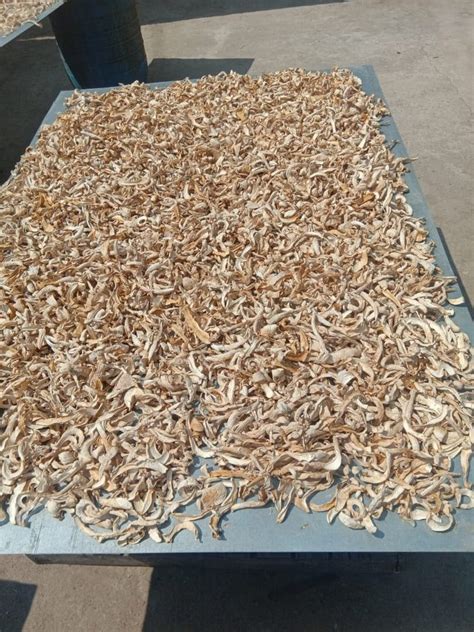 A Grade Dried Mushroom Dry Oyster Mushrooms Packaging Size 5 Kg At