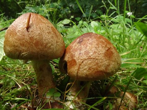 Mushrooms Fungus Lichens Moss And Molds Vhh Twelve Flickr