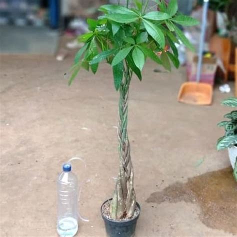 Jual Pachira Aquatica Money Tree Pohon Uang Asli Di Lapak Taniku Tanimu