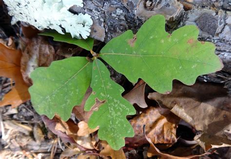 The Mathematical Tourist: Oak Leaves