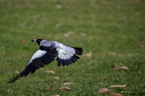 What Bird is That? – Australian Magpie — Adelaide Park Lands Association