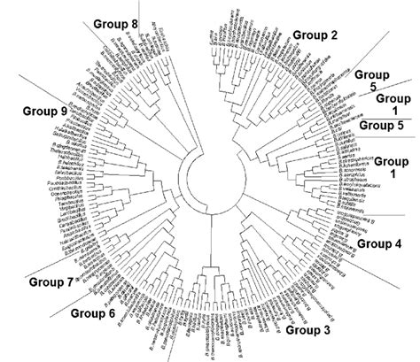 The Maximum Parsimony Phylogenetic Tree Derived From 16s Rdna