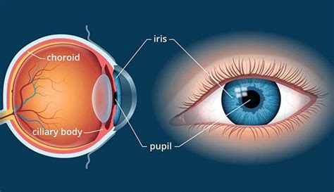 Anatomi Iris Mata Fungsi Dan Cara Kerjanya The Best Porn Website