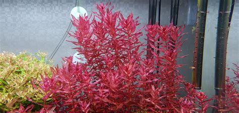 Rotala Macrandra