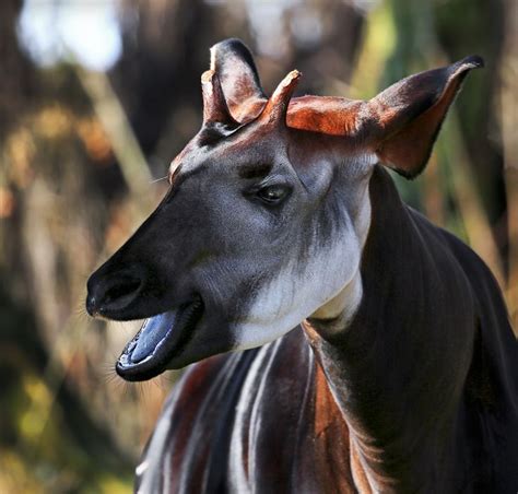 23 Best Okapi Forest Giraffe Okapia Johnstoni Giraffid Artiodactyl