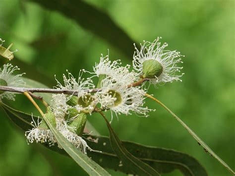 Eucalyptus Tereticornis”qld Blue Gum” Paten Park Native Nursery