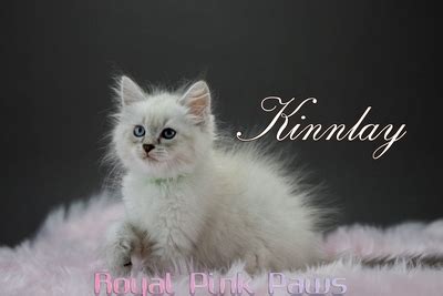 Reinrassige Neva Masquerade Kitten Neva Masquarade Jungtier Kater