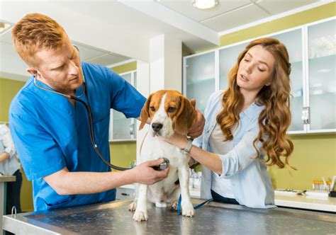 Tierarztkosten Bei Operationen Was Tun Bei Kostspieligen Ops F R Den Hund