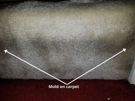 White Mold On Carpet Causes Removal And Prevention Airlucent