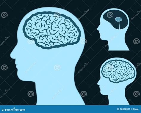 Male Head Silhouette With Small And Big Brain Stock Vector