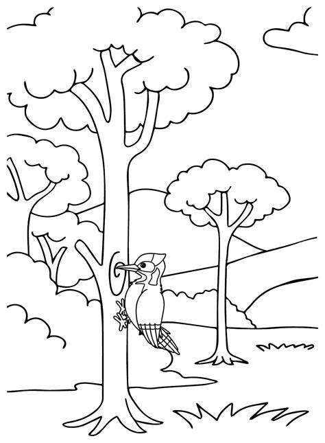 22 Woodpecker Coloring Pages ColoringPagesOnly