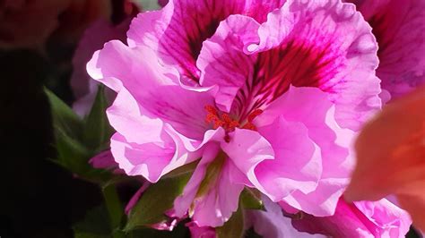 Flashy Pelargonium Grandiflorum Willd Dominique Desquets Flickr