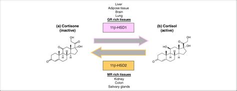 Will Treating Diabetes With Hsd Inhibitors Affect The Hpa Axis