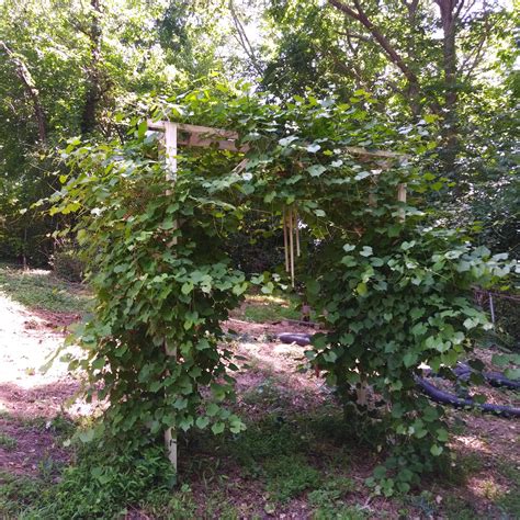 Muscadine grapes : r/gardening