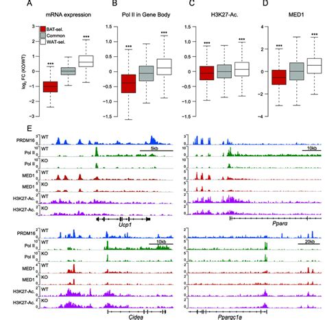 Prdm16 Deficiency Reduces Med1 Levels At Bat Selective Genes A Box