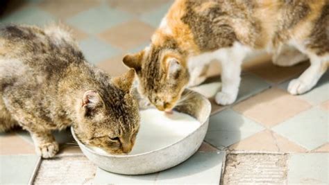 Leche de vacas con gripe aviar mata a más de una decena de gatos en EE UU