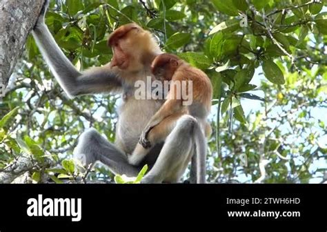 Female Proboscis Monkey Nasalis Larvatus With A Baby Sitting On A Tree