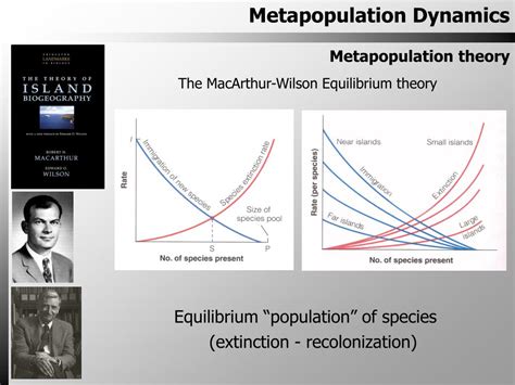 PPT - Metapopulation and Intertrophic Dynamics PowerPoint Presentation ...