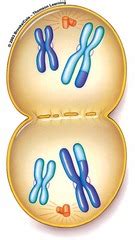 Biology Exam Review Pics Quizlet