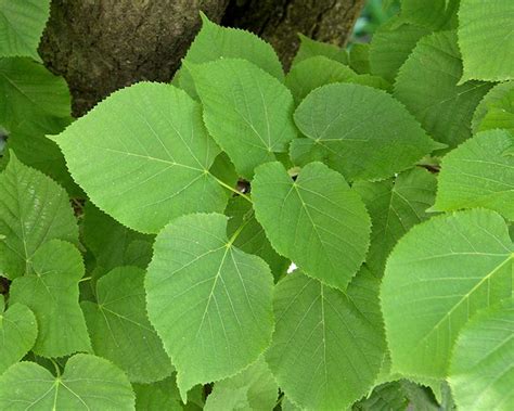 Tilia X Europaea Gardensonline