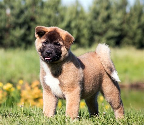 American Akita Rasseportrait Hunter Magazin