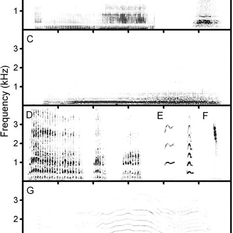 Spectrogram Illustrating Seven Call Types Produced By Adult Male And Download Scientific