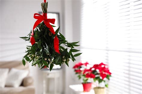 Top 5 Christmas Plants Triple Tree Nurseryland