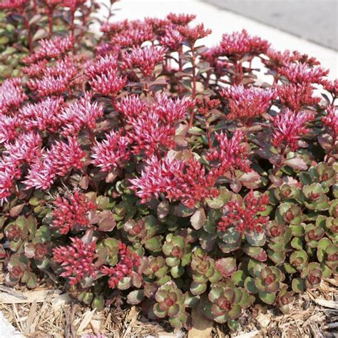 Creeping Stonecrop Two Row Stonecrop Fuldaglut Sedum Spurium My