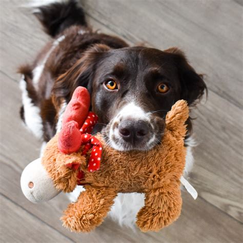 Why Do Dogs Greet You With Toys When You Get Home Bored Panda