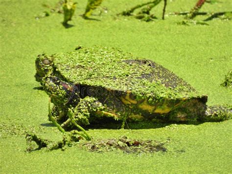 Red Eared Slider Turtles Trachemys Scripta Elegans Stock Image