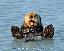 Adaptations - The World of the Sea Otter