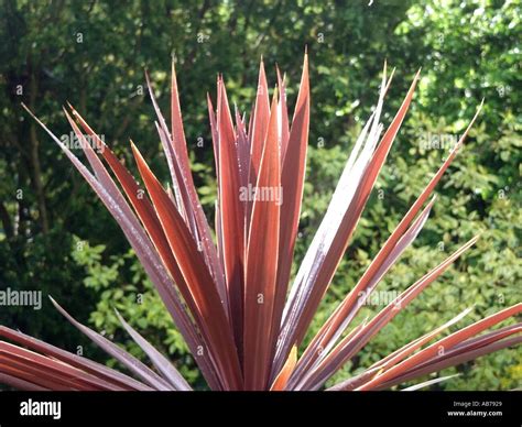 Essex Spiky Red Leaves Of Evergreen Cordyline Plant In Domestic Garden Also Known As A Cabbage