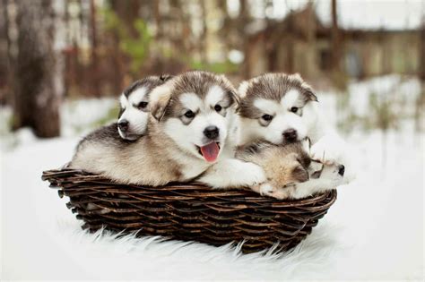 10 Best Alaskan Malamute Breeders 2024 Our Top 10 Picks