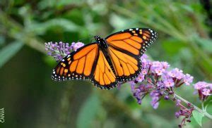 Frases De Mariposas Para Reflexionar Sobre El Cambio Vibra