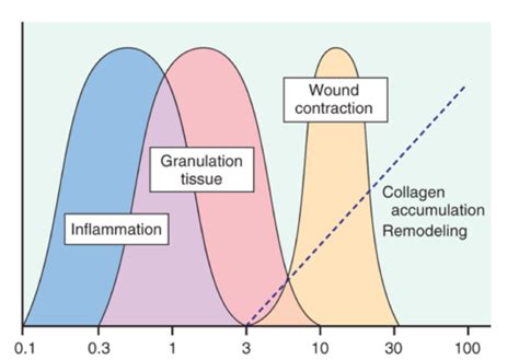 Herbert Inflammation And Wound Healing Ii Flashcards Quizlet