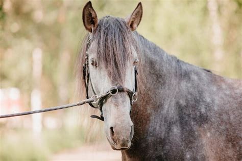 Hermoso Retrato De Caballo En Movimiento En El Semental Equino Campo