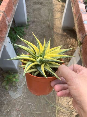 Haworthia Glass Palace Variegated Succulent Pagoda