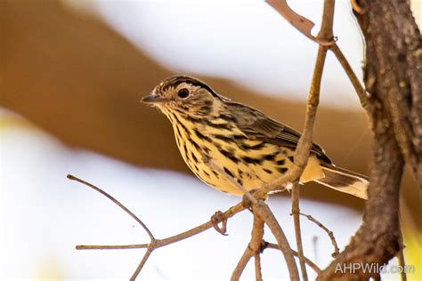 Speckled Warbler Ahp Wild