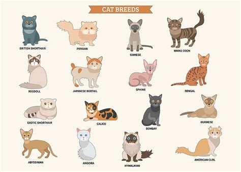 Cat breeds poster List of cat breeds sticker set Painting by Phillips ...