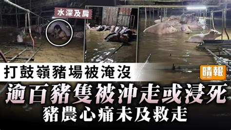 世紀雨災｜打鼓嶺豬場被淹沒 逾百豬隻被沖走或浸死 豬農心痛未及救走 晴報 健康 生活健康 D230908