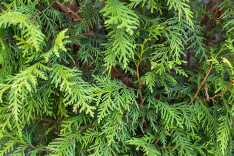 Green Twigs Of Thuja Emerald With Visible Texture Stock Image Image