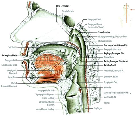 Pharynx And Larynx Diagram