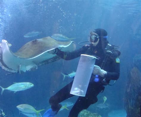 Feeding Time At The Denver Aquarium 6