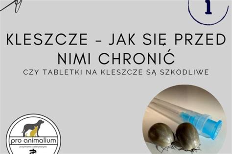 Kleszcze jak się przed nimi chronić Przychodnia weterynaryjna Pro