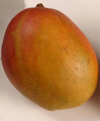 Grafted Dwarf Julie Mango Tree The Best Mango In The World Guavaking