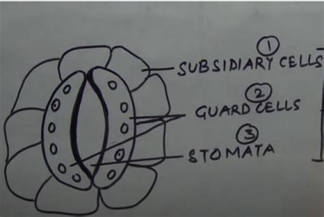 A Guide To Understand Stomata With Diagram Edrawmax Online