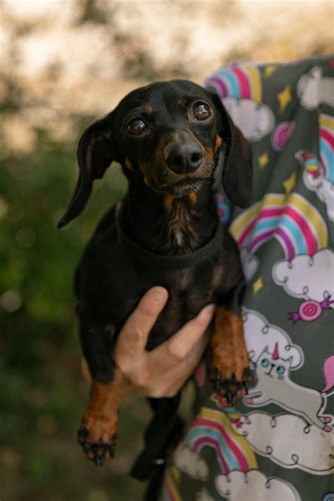 Meeka Tennessee Dachshund Rescue