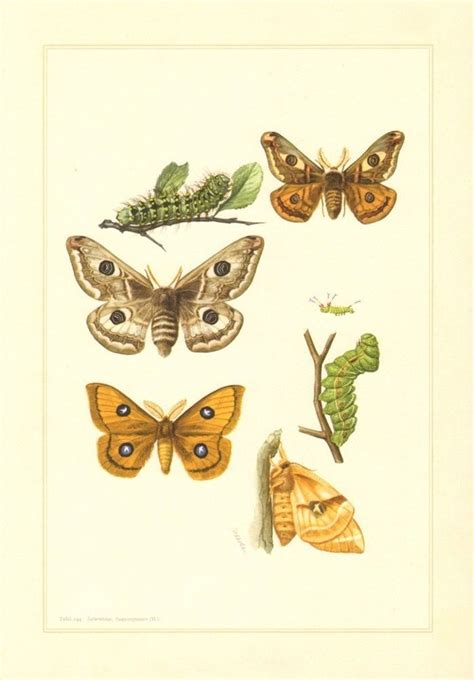 Moth Print Insect Print Butterfly Wall Art Butterfly Print Emperor